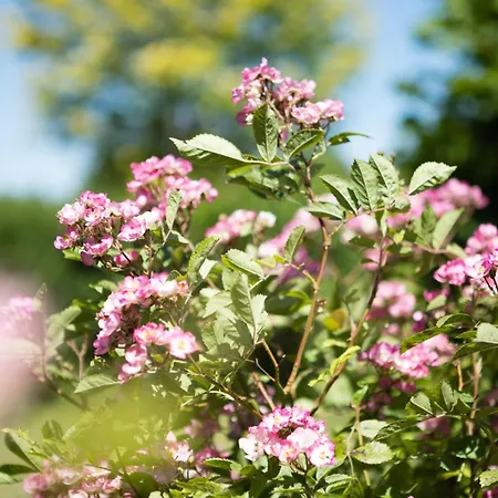 Ferme De L'airbois - 12pers Et 14pers Holiday home